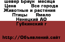 шевер Браун 2месяца › Цена ­ 200 - Все города Животные и растения » Птицы   . Ямало-Ненецкий АО,Губкинский г.